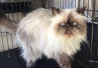 Orlando Fl Himalayan Meet Imso A Pet For Adoption