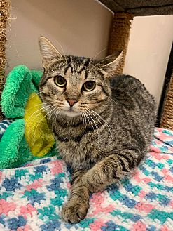 Adopt A Pet Petsmart Charities