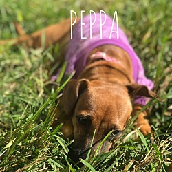 Photo of Peppa