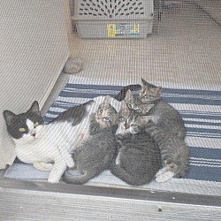Thumbnail photo of Banks n Tammy BONDED kittens!! #3