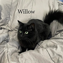 Thumbnail photo of Willow #4