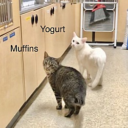 Thumbnail photo of Yogurt #4