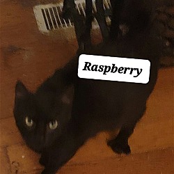 Photo of Raspberry