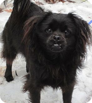 Bloomfield Ct Tibetan Spaniel Meet Burketown A Pet For Adoption