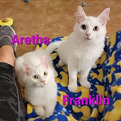 Photo of Aretha (Bonded with Franklin)