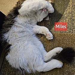 Thumbnail photo of Miles #2