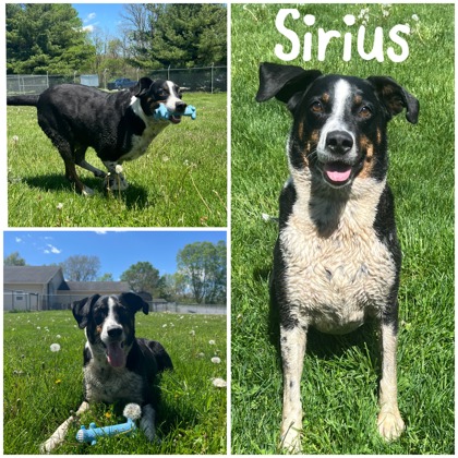 Photo of Sirius