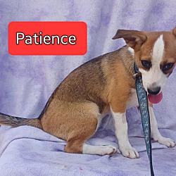 Thumbnail photo of Patience #2