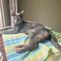 adopt a pet