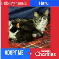 adopt a pet