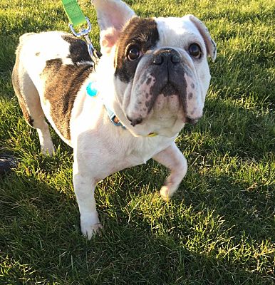 Chicago, IL - English Bulldog. Meet Buster a Pet for Adoption ...