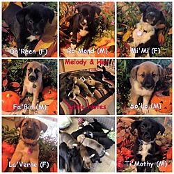 Thumbnail photo of The Little Note Puppies #2