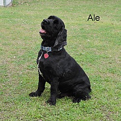 Thumbnail photo of Ale #2