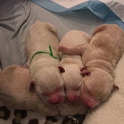 Thumbnail photo of Alana's Puppies #3
