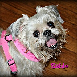 Thumbnail photo of SABLE - Adopted #1