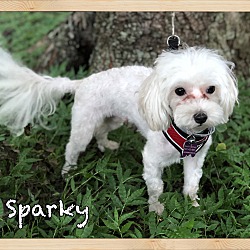 Thumbnail photo of Sparky #1