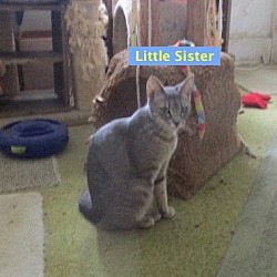 Thumbnail photo of Little Sister-adopted 8-27-19 #1