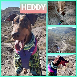 Thumbnail photo of Heddy #1