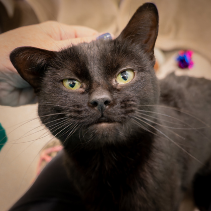 Ann Arbor, MI - Domestic Shorthair/Domestic Shorthair. Meet Popcorn a ...