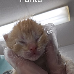 Thumbnail photo of Fanta #3