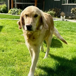 Thumbnail photo of Callie our beautiful golden mama #2