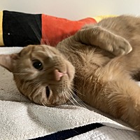 adopt a pet