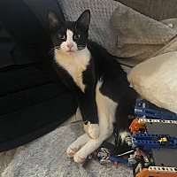 adopt a pet