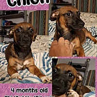 adopt a pet