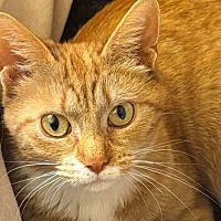 adopt-pet