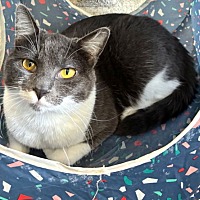 adopt-pet