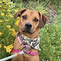 adopt a pet