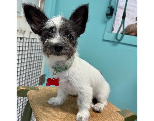 Bothell, WA - Shih Tzu/Jack Russell Terrier. Meet Arthur a Pet for Adoption - AdoptaPet.com