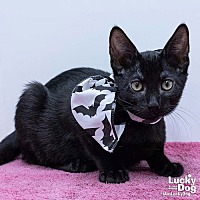 adopt a pet
