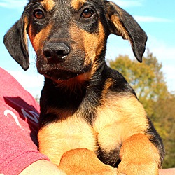 Thumbnail photo of Cole Cliff ~ adopted! #3