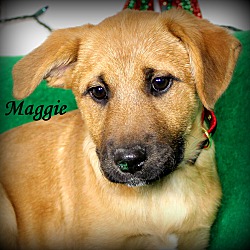 Thumbnail photo of Maggie~adopted! #1