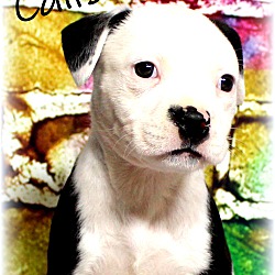 Thumbnail photo of Calista~adopted! #1