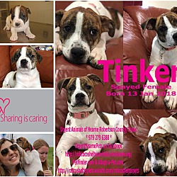 Thumbnail photo of Tinker #3