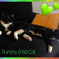 Thumbnail photo of Punchy and Kid Cat #1
