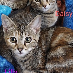 Thumbnail photo of 5749 Daisy #2