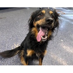 Photo of BAXTER