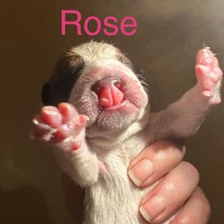 Thumbnail photo of Rose Valentine #3