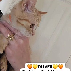 Thumbnail photo of OLIVER - "Ollie" #1