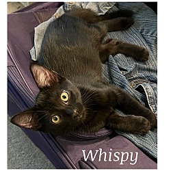 Thumbnail photo of Whispy #3