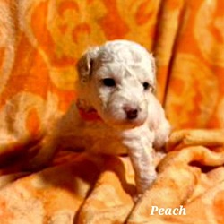 Thumbnail photo of Peach #1