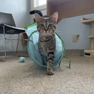 Adopt A Pet :: Jacaerys - South Haven, MI