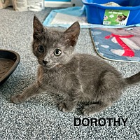 adopt a pet