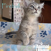 adopt a pet