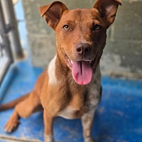 adopt a pet