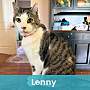 LENNY - Domestic Shorthair available for adoption