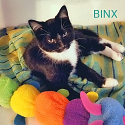 Thumbnail photo of BINX #1
